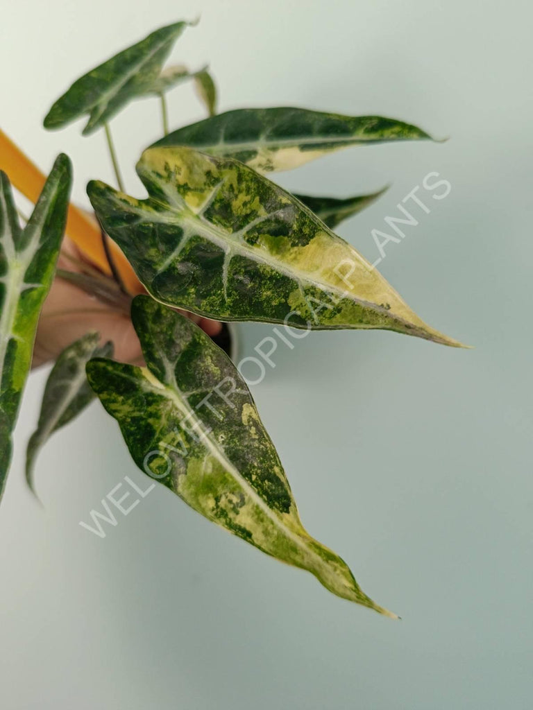 Alocasia bambino variegata aurea