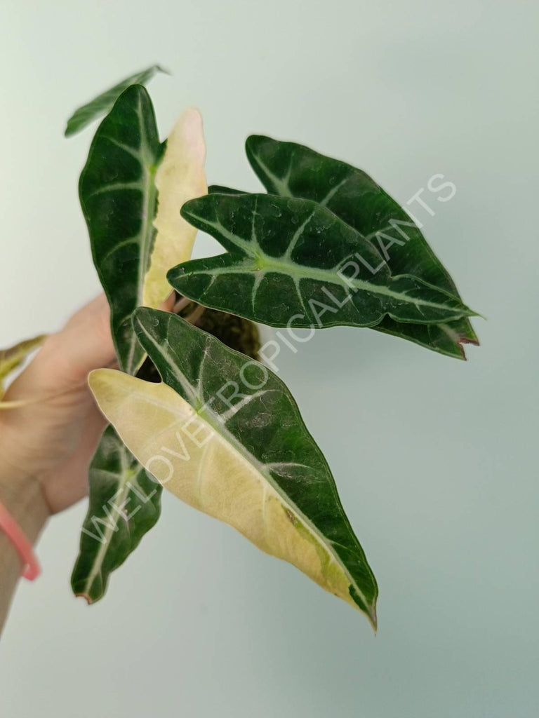 Alocasia bambino variegata aurea