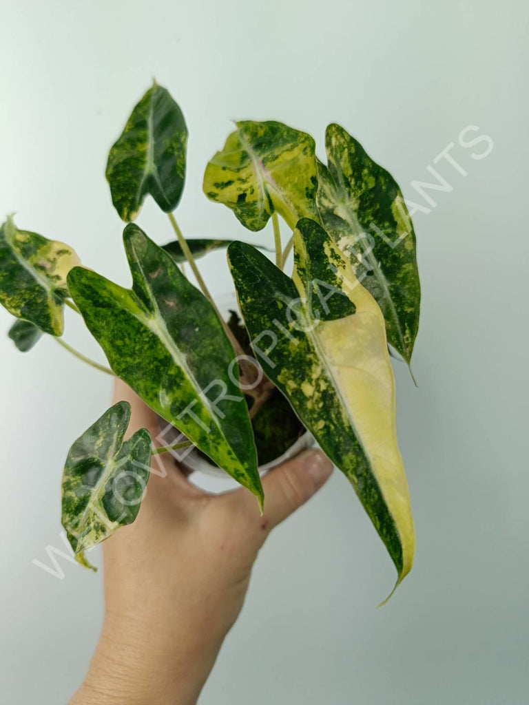 Alocasia bambino variegata aurea