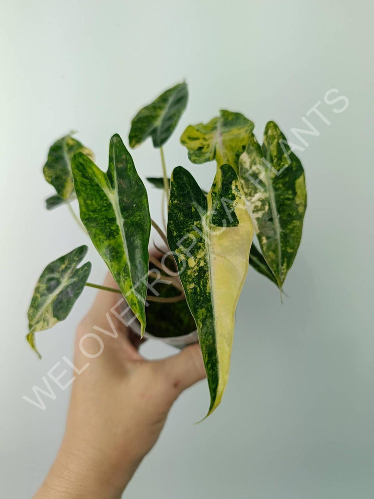 Alocasia bambino variegata aurea