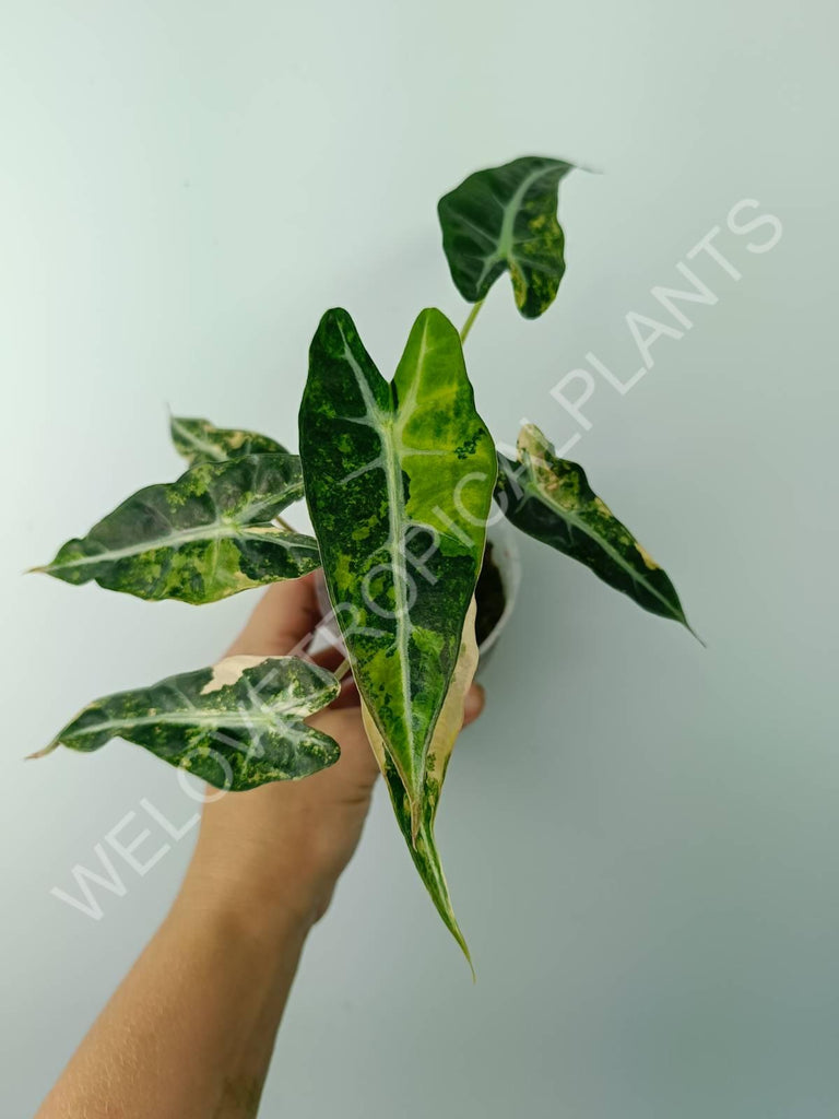 Alocasia bambino variegata aurea