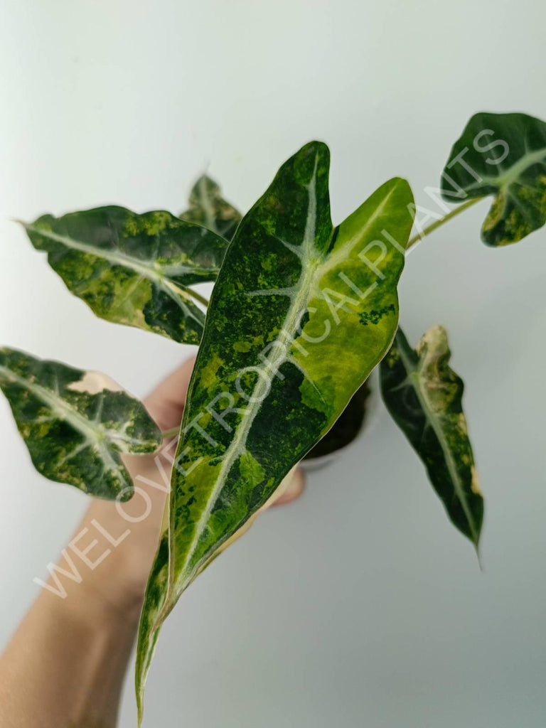 Alocasia bambino variegata aurea