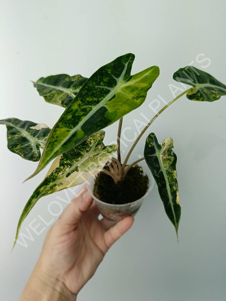 Alocasia bambino variegata aurea