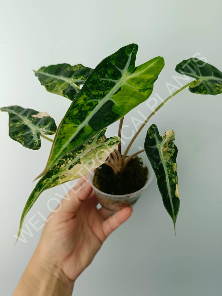 Alocasia bambino variegata aurea