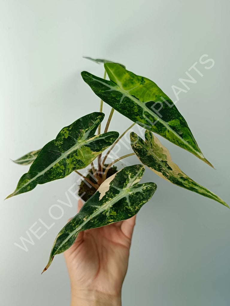 Alocasia bambino variegata aurea