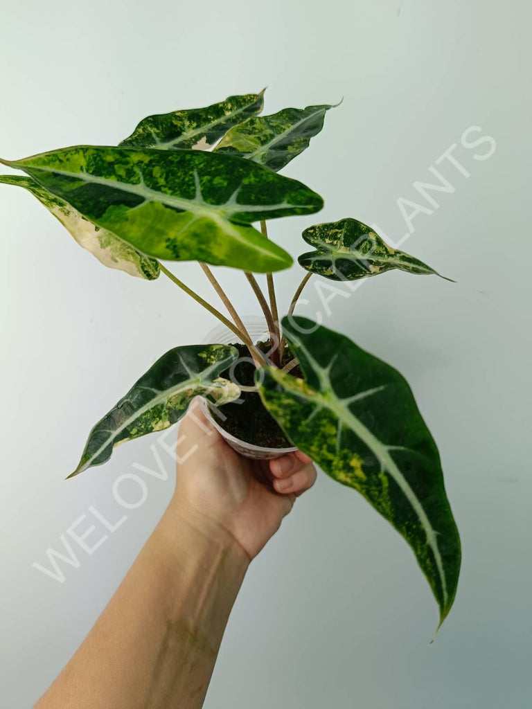 Alocasia bambino variegata aurea