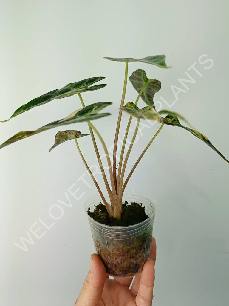 Alocasia bambino variegata aurea