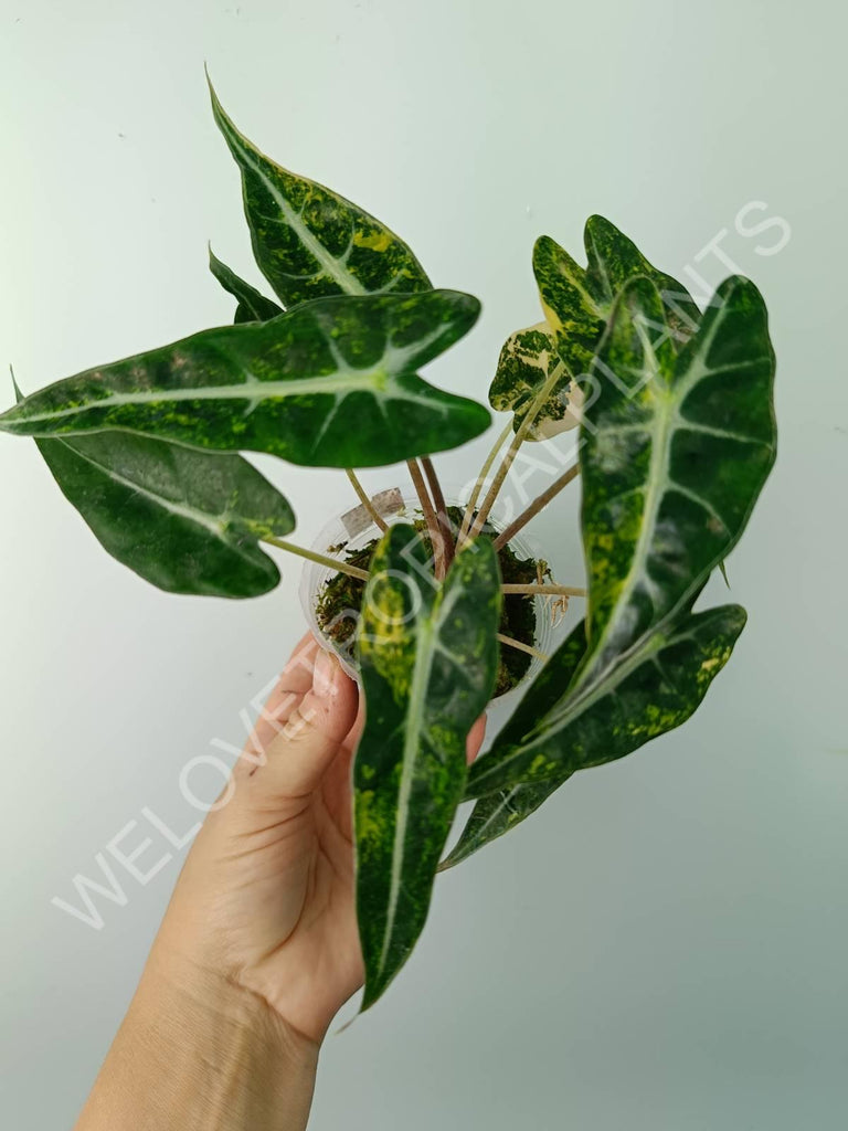 Alocasia bambino variegata aurea