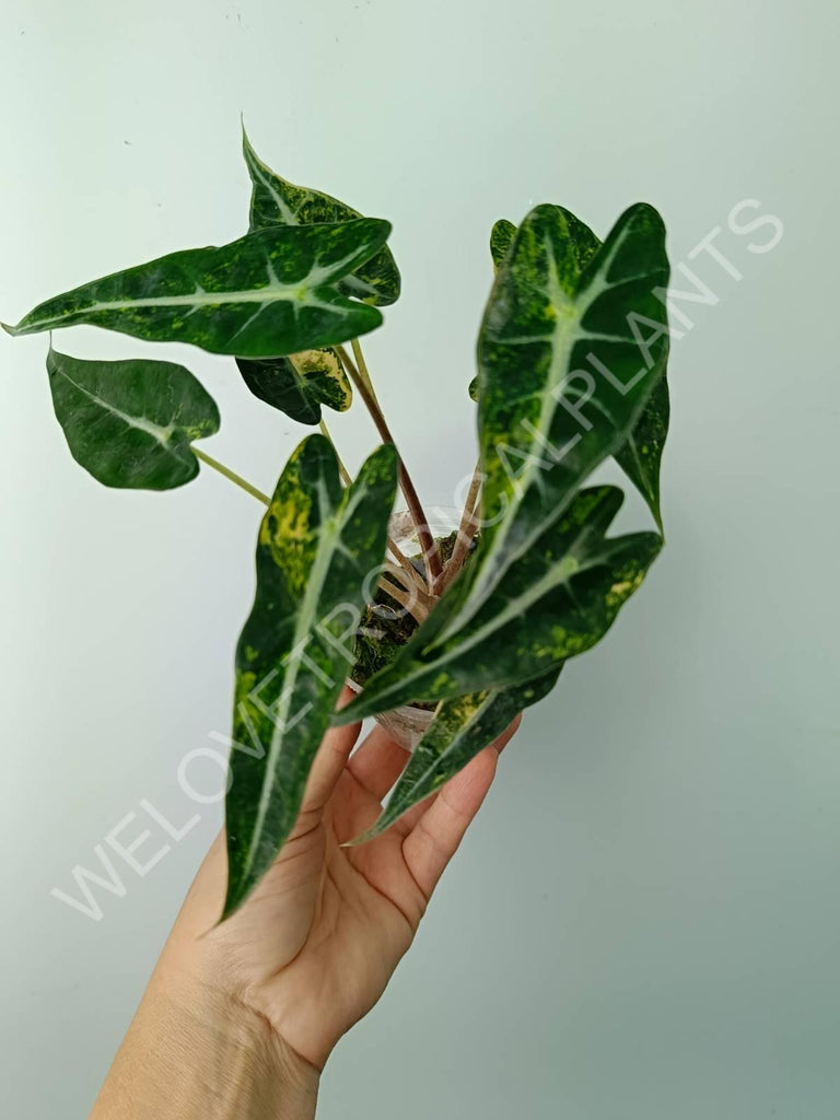 Alocasia bambino variegata aurea