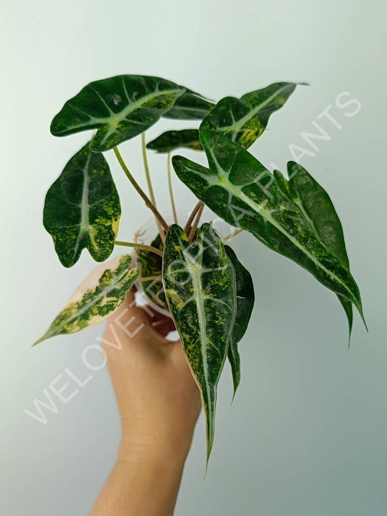 Alocasia bambino variegata aurea