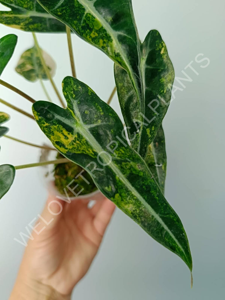 Alocasia bambino variegata aurea