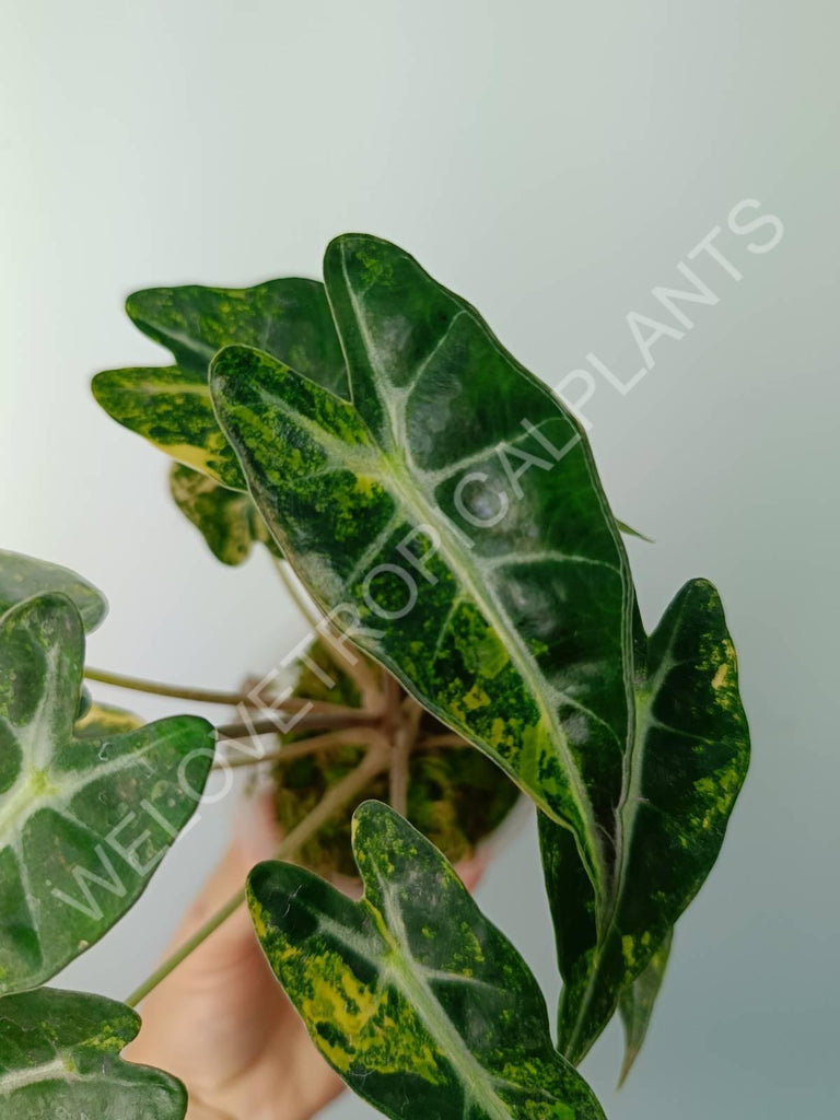 Alocasia bambino variegata aurea