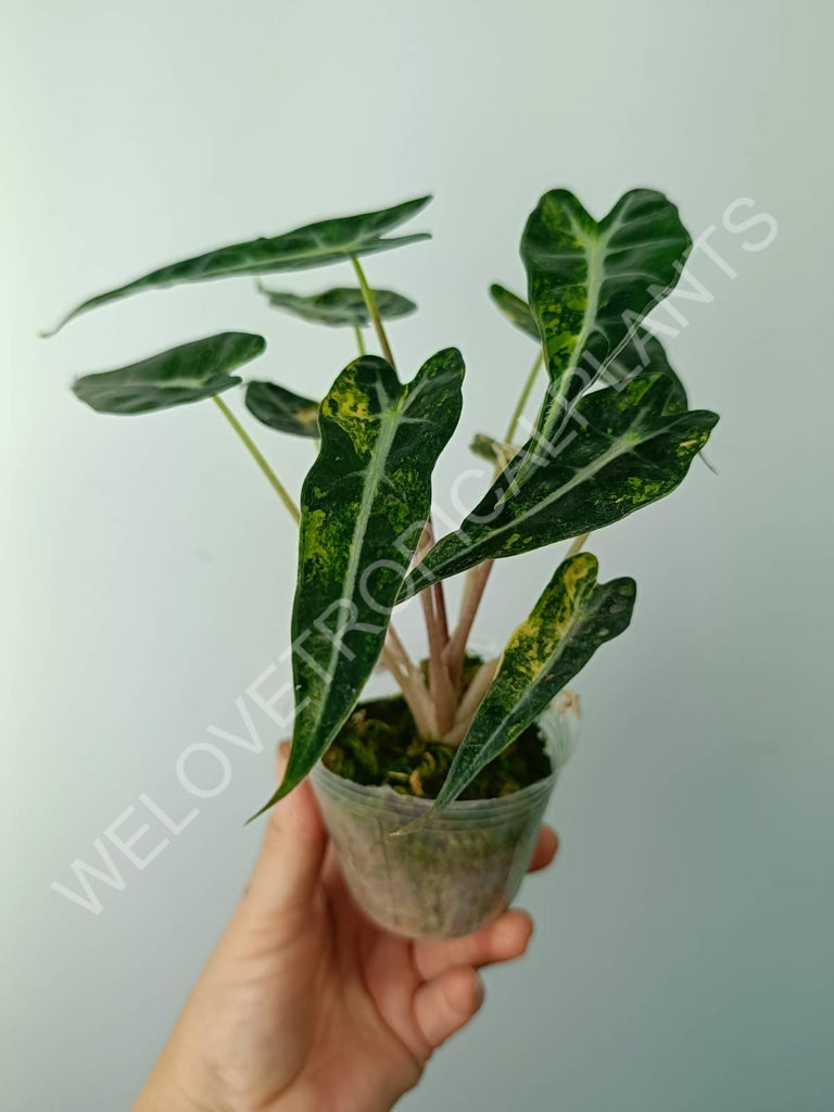 Alocasia bambino variegata aurea