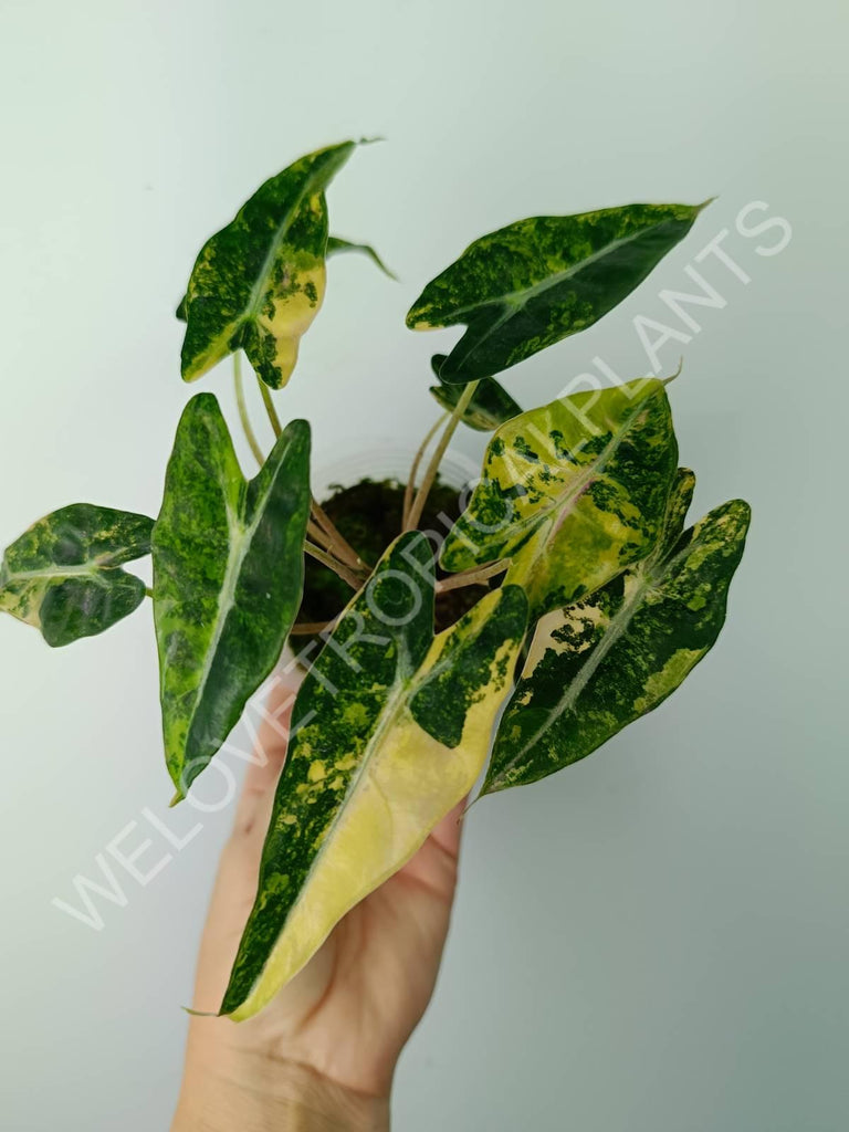 Alocasia bambino variegata aurea