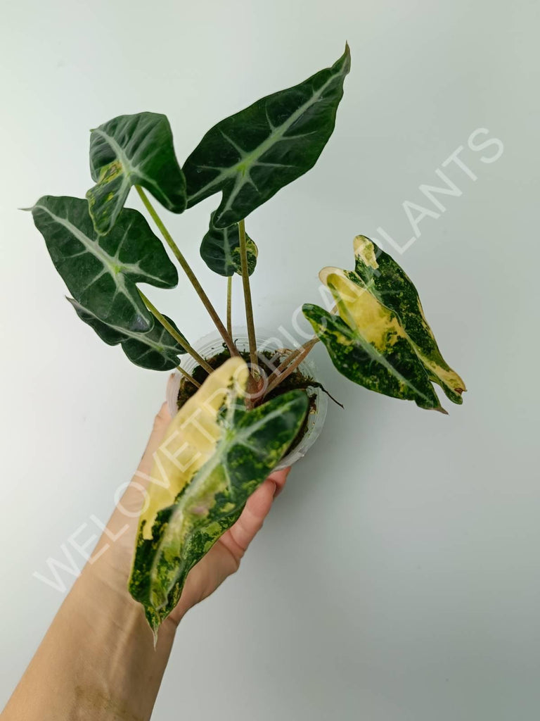 Alocasia bambino variegata aurea