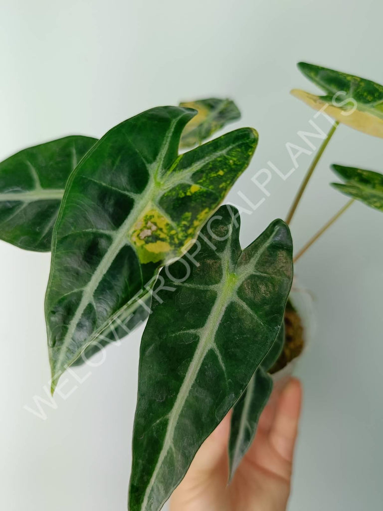 Alocasia bambino variegata aurea