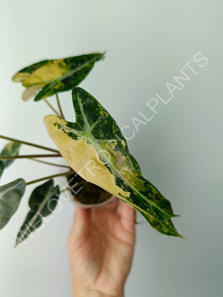 Alocasia bambino variegata aurea