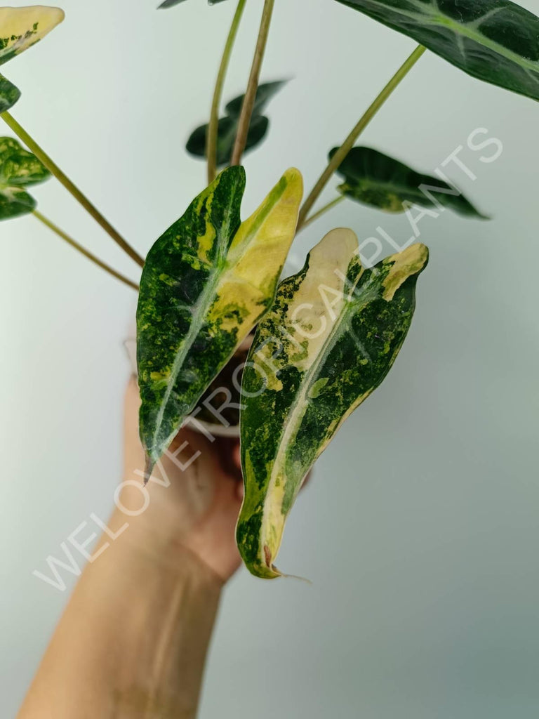 Alocasia bambino variegata aurea