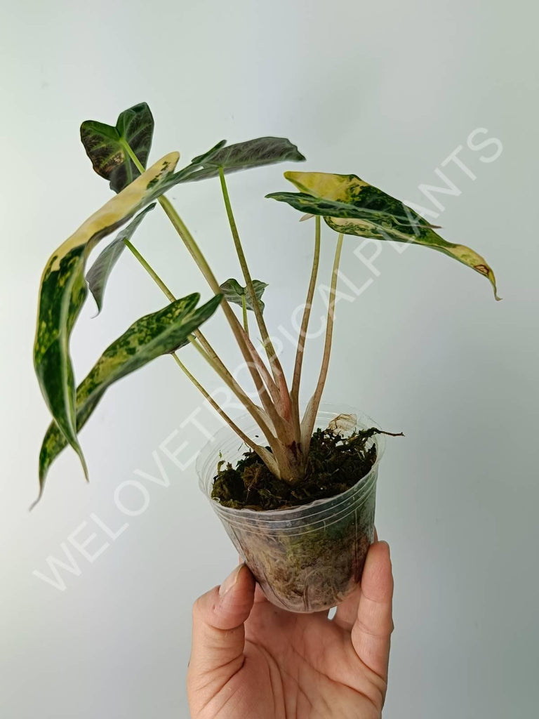 Alocasia bambino variegata aurea