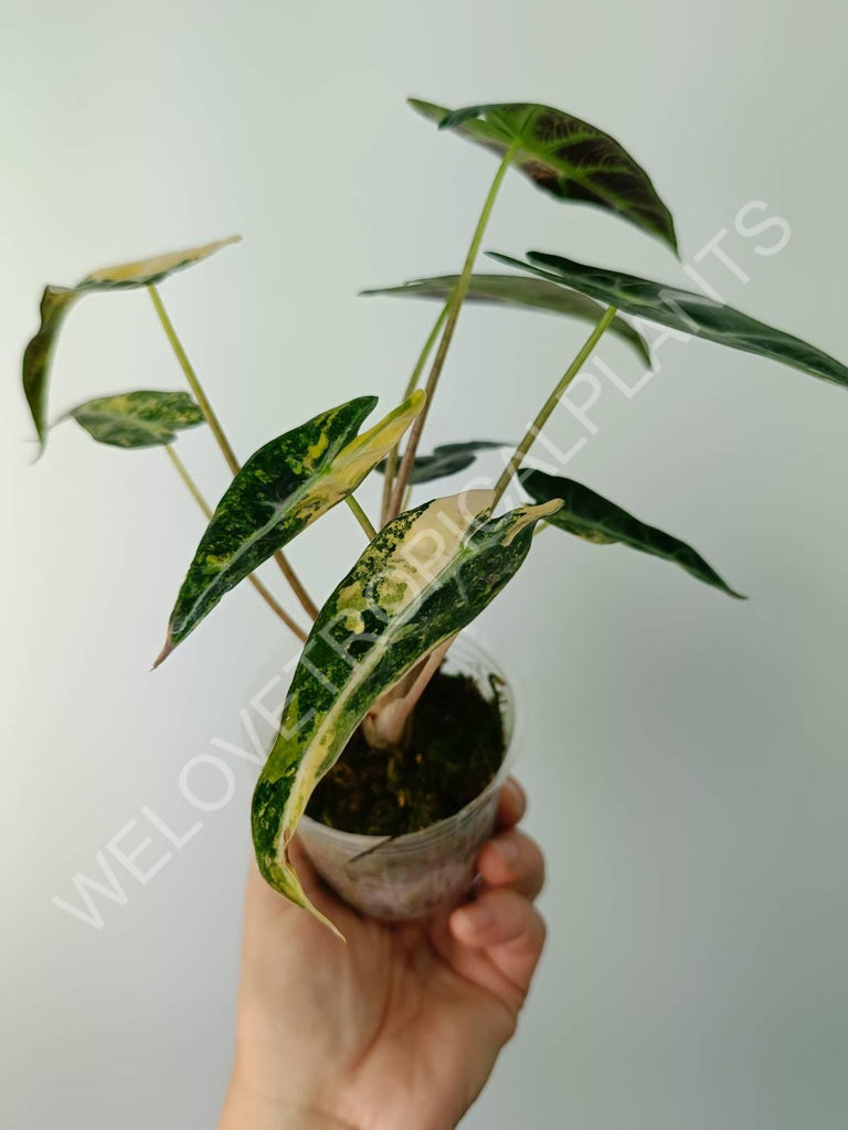 Alocasia bambino variegata aurea