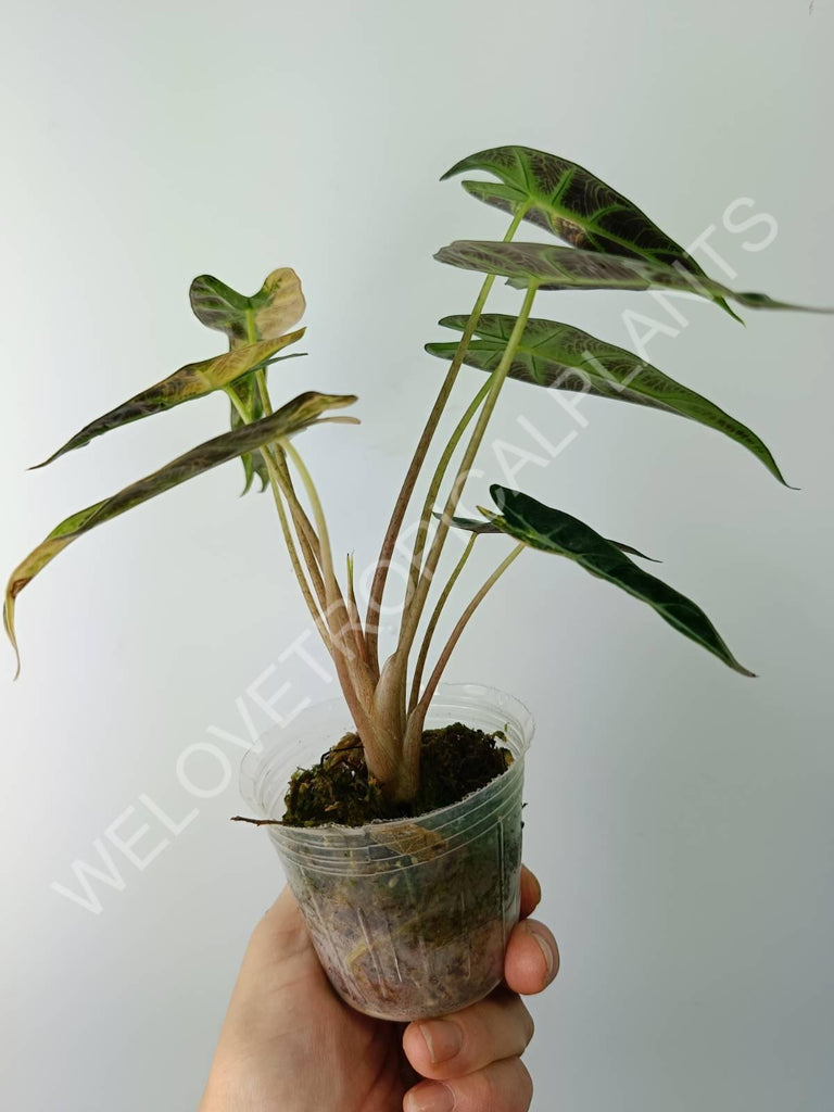 Alocasia bambino variegata aurea