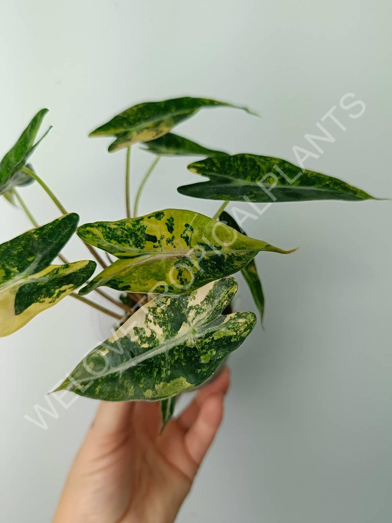 Alocasia bambino variegata aurea