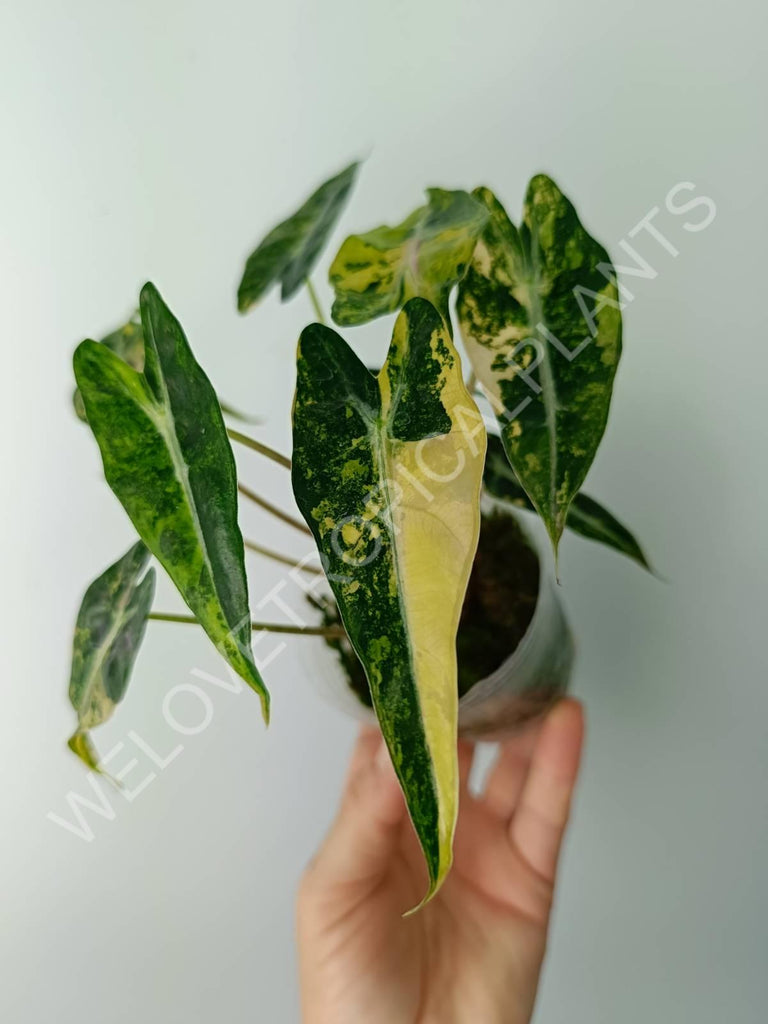 Alocasia bambino variegata aurea