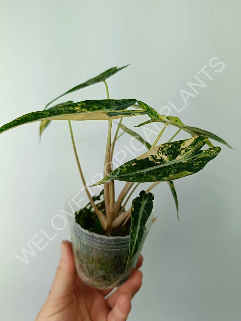 Alocasia bambino variegata aurea