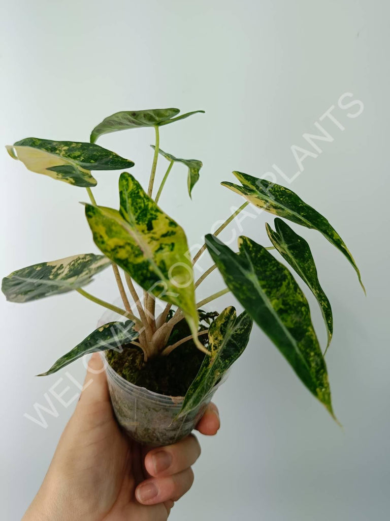 Alocasia bambino variegata aurea