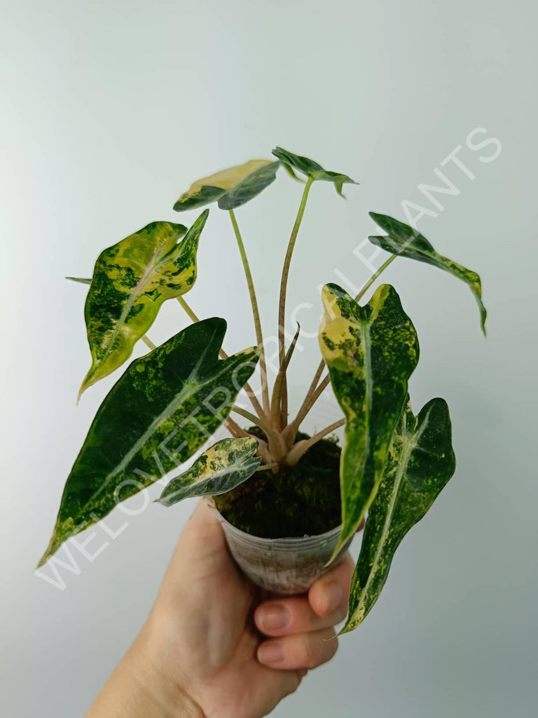 Alocasia bambino variegata aurea