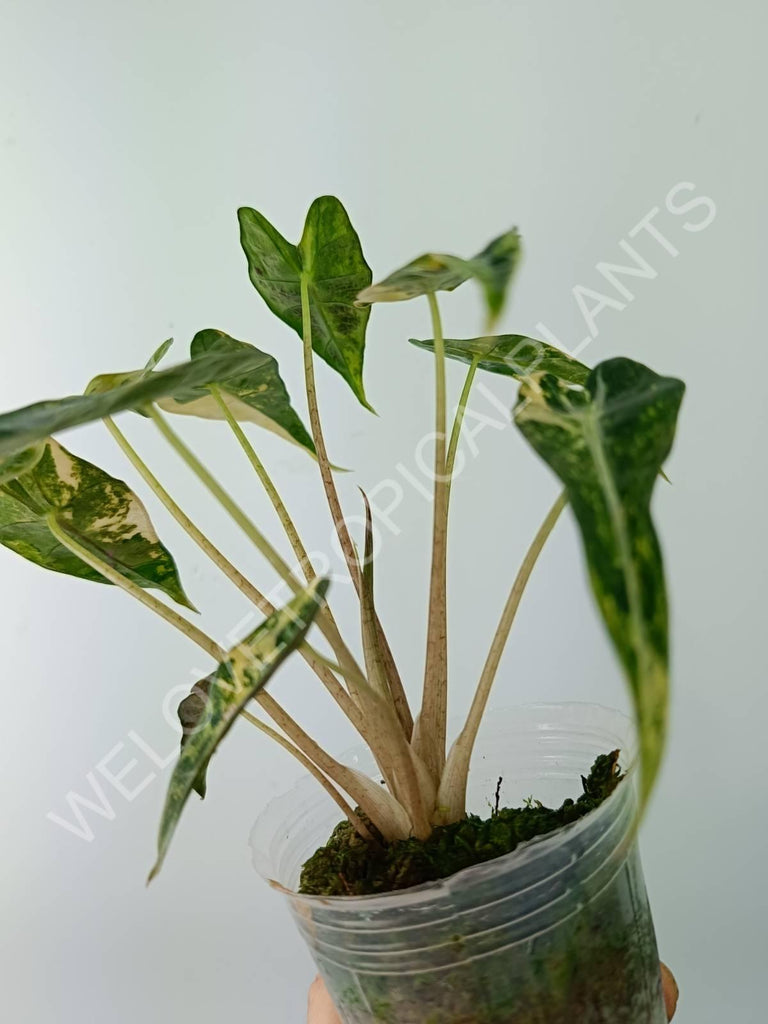 Alocasia bambino variegata aurea