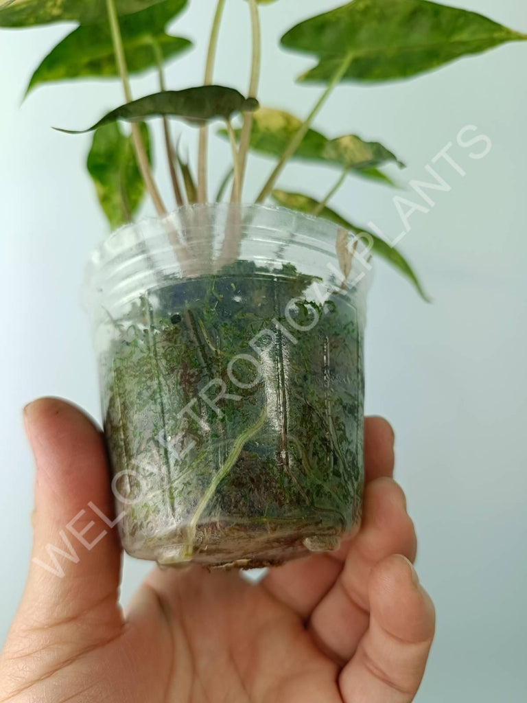 Alocasia bambino variegata aurea