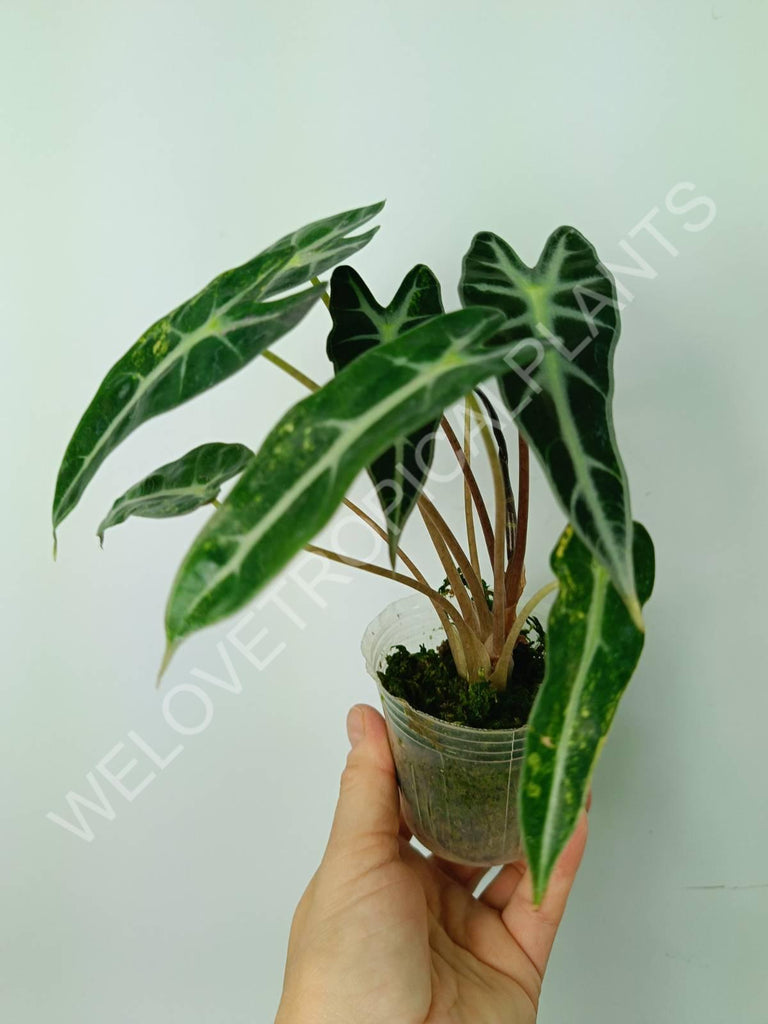 Alocasia bambino variegata aurea