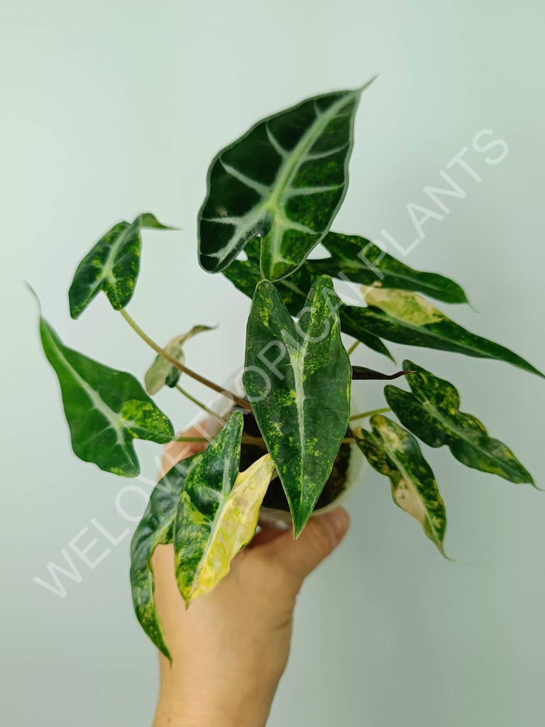 Alocasia bambino variegata aurea