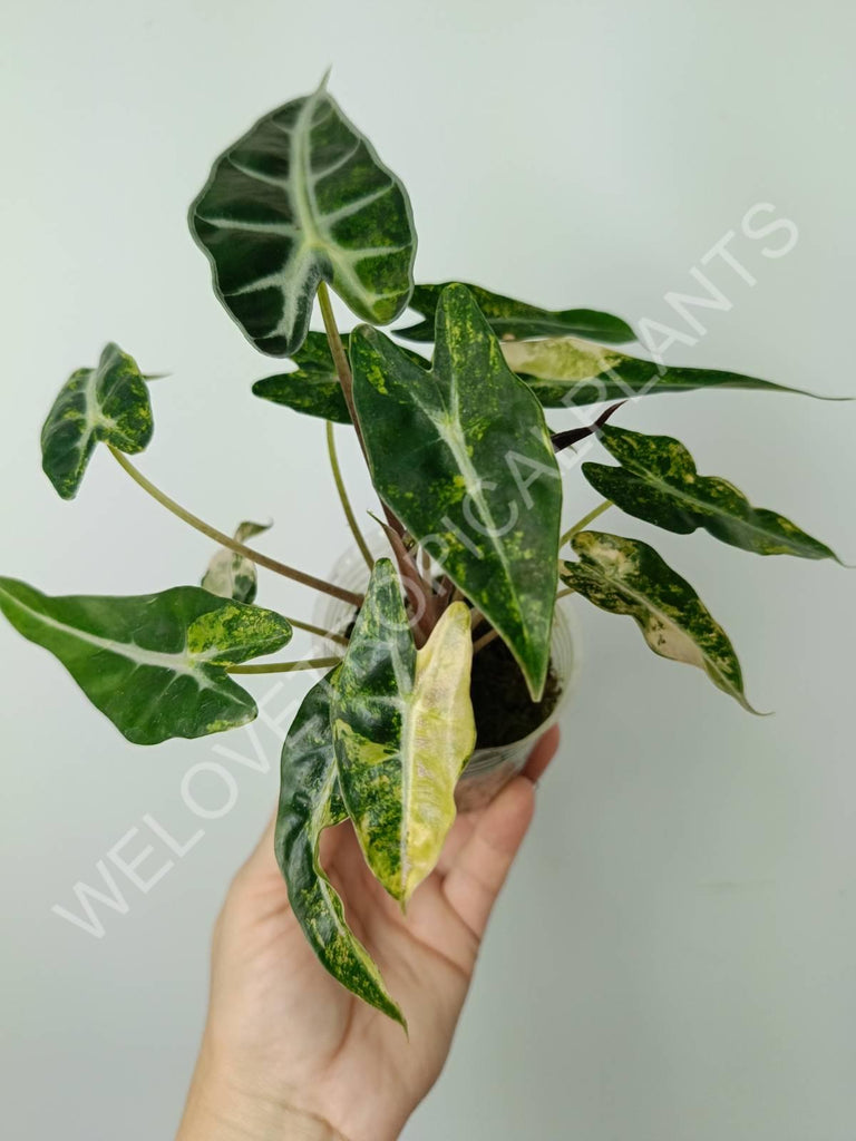 Alocasia bambino variegata aurea