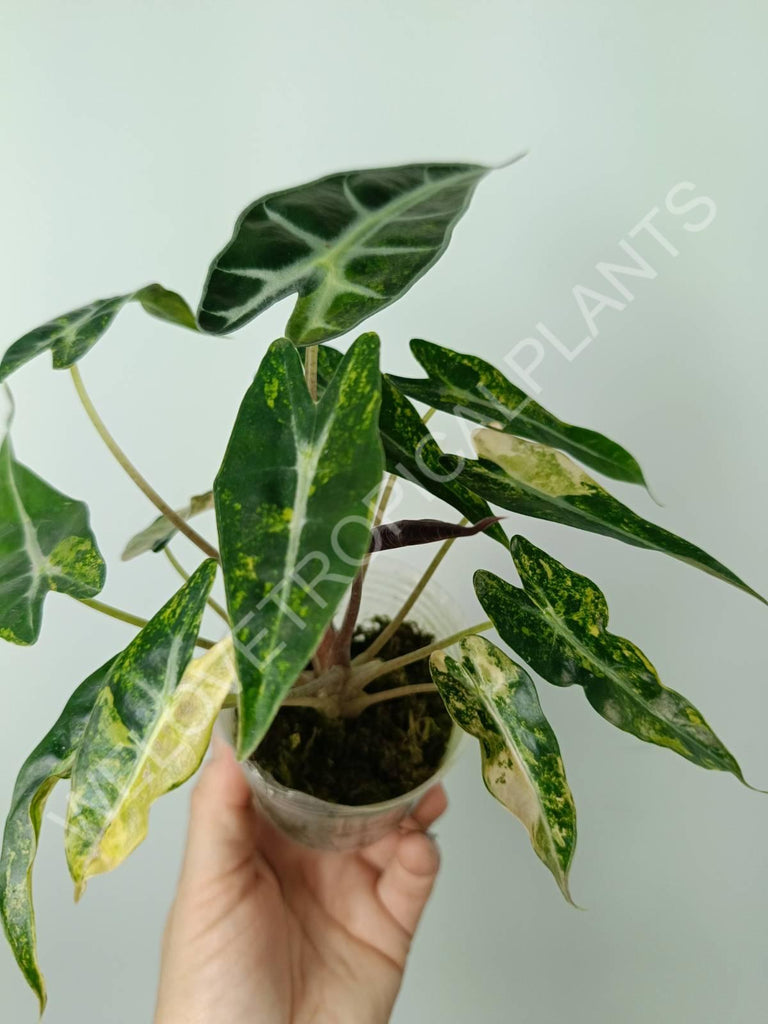 Alocasia bambino variegata aurea