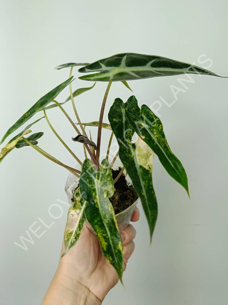 Alocasia bambino variegata aurea