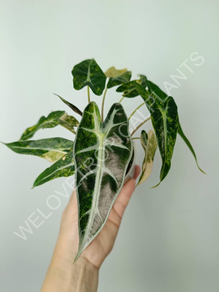 Alocasia bambino variegata aurea