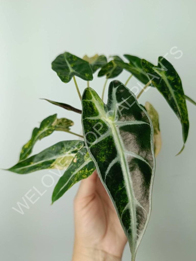 Alocasia bambino variegata aurea