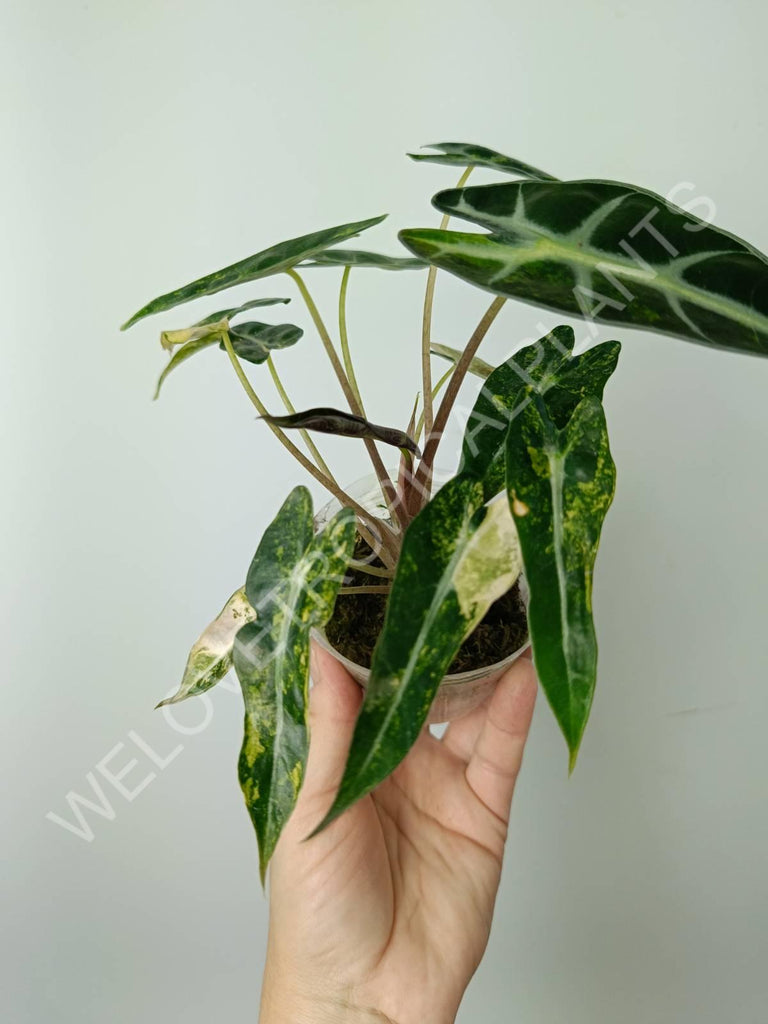 Alocasia bambino variegata aurea