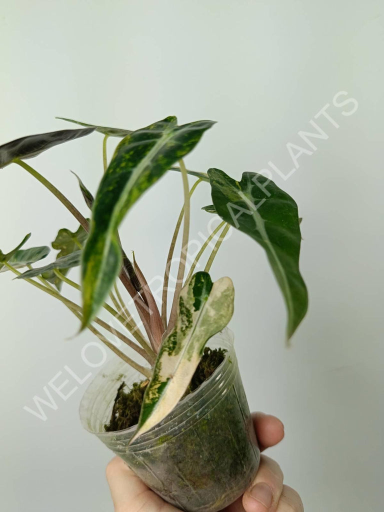 Alocasia bambino variegata aurea