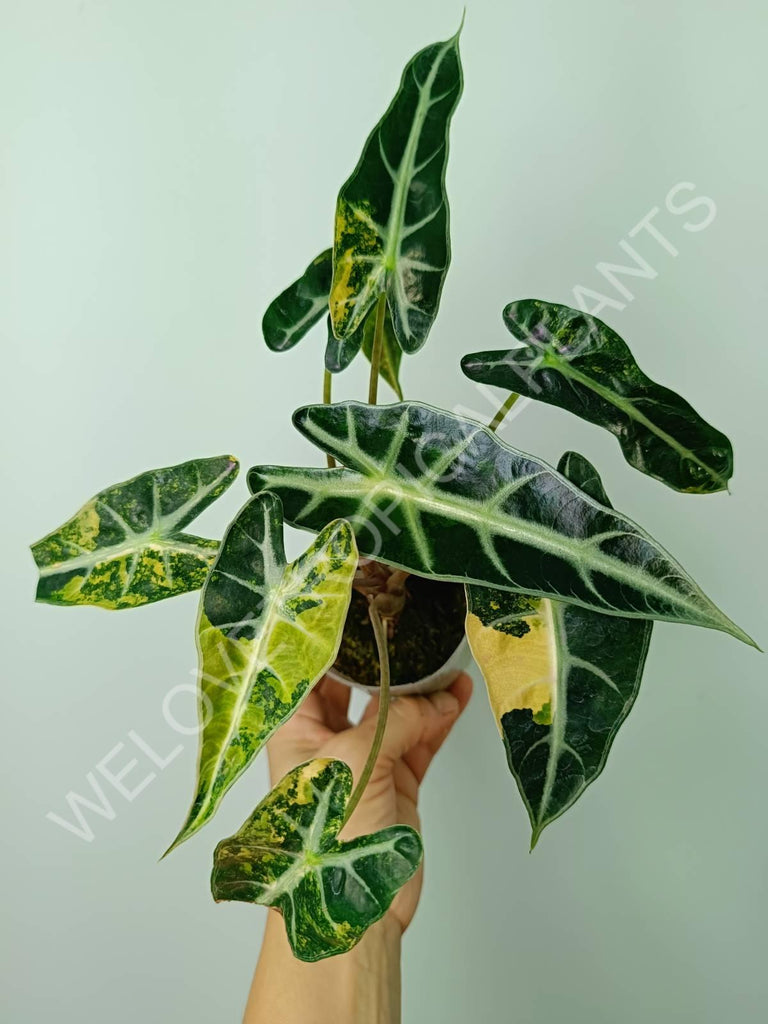 Alocasia bambino variegata aurea