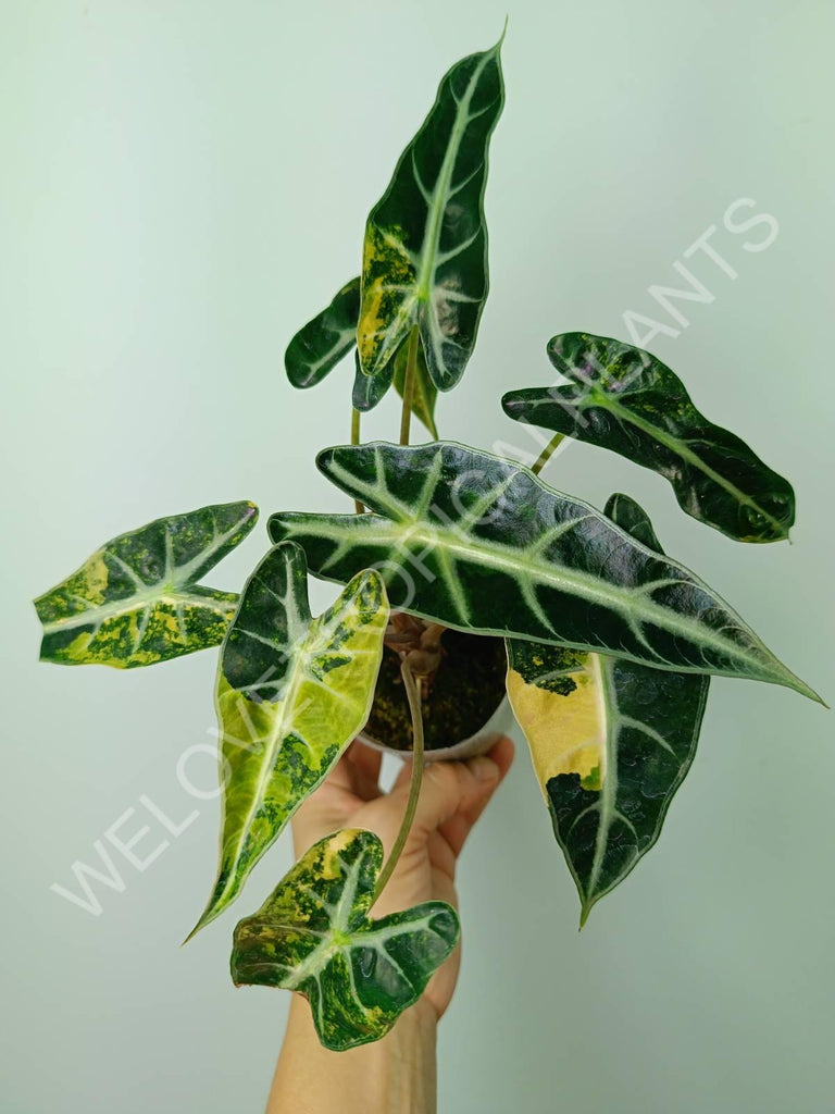 Alocasia bambino variegata aurea