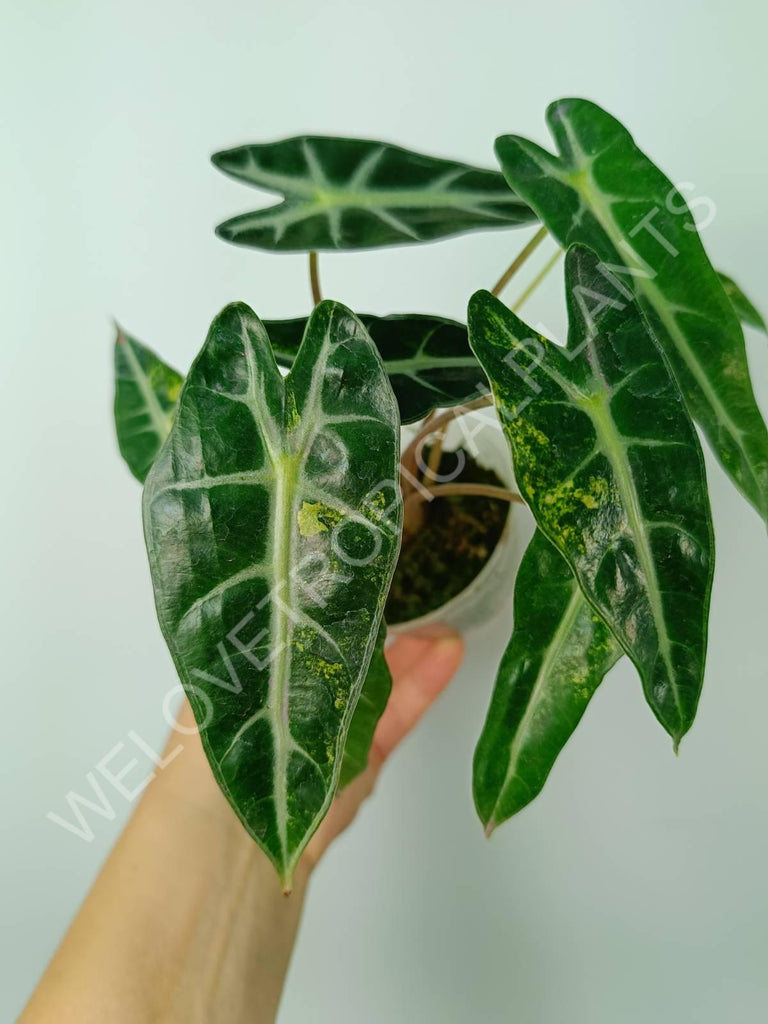 Alocasia bambino variegata aurea