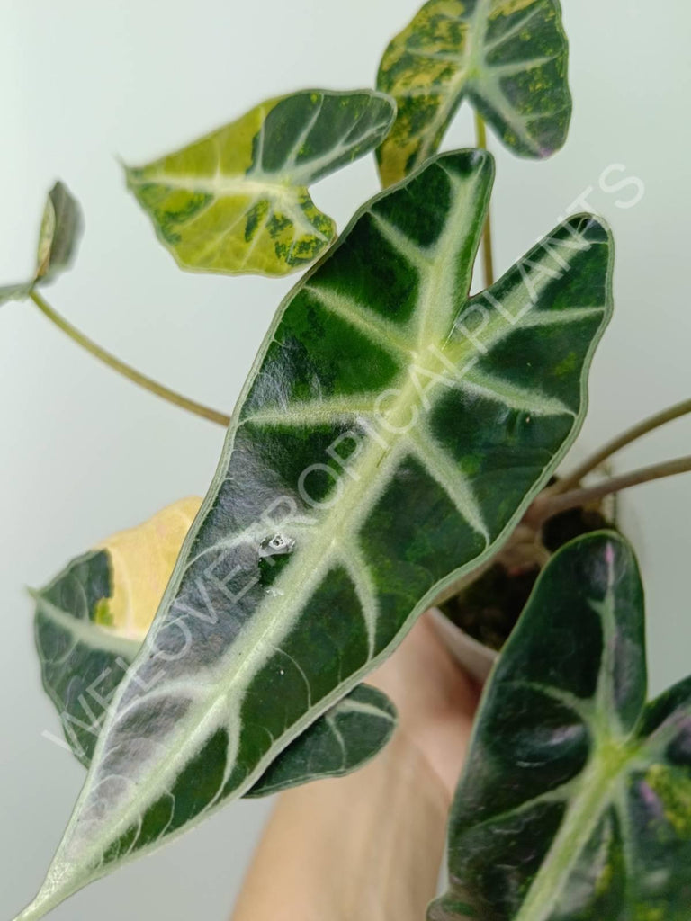 Alocasia bambino variegata aurea