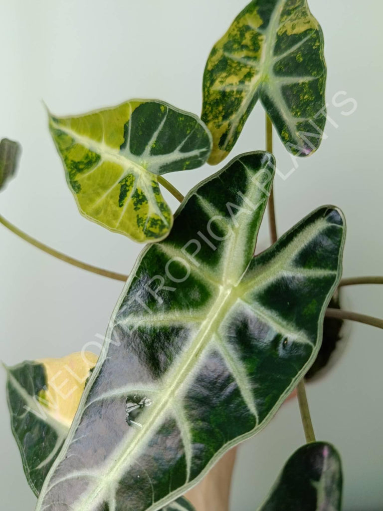 Alocasia bambino variegata aurea