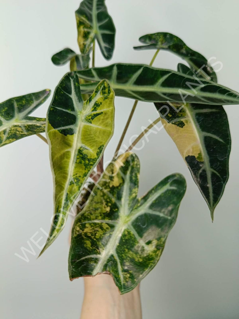 Alocasia bambino variegata aurea