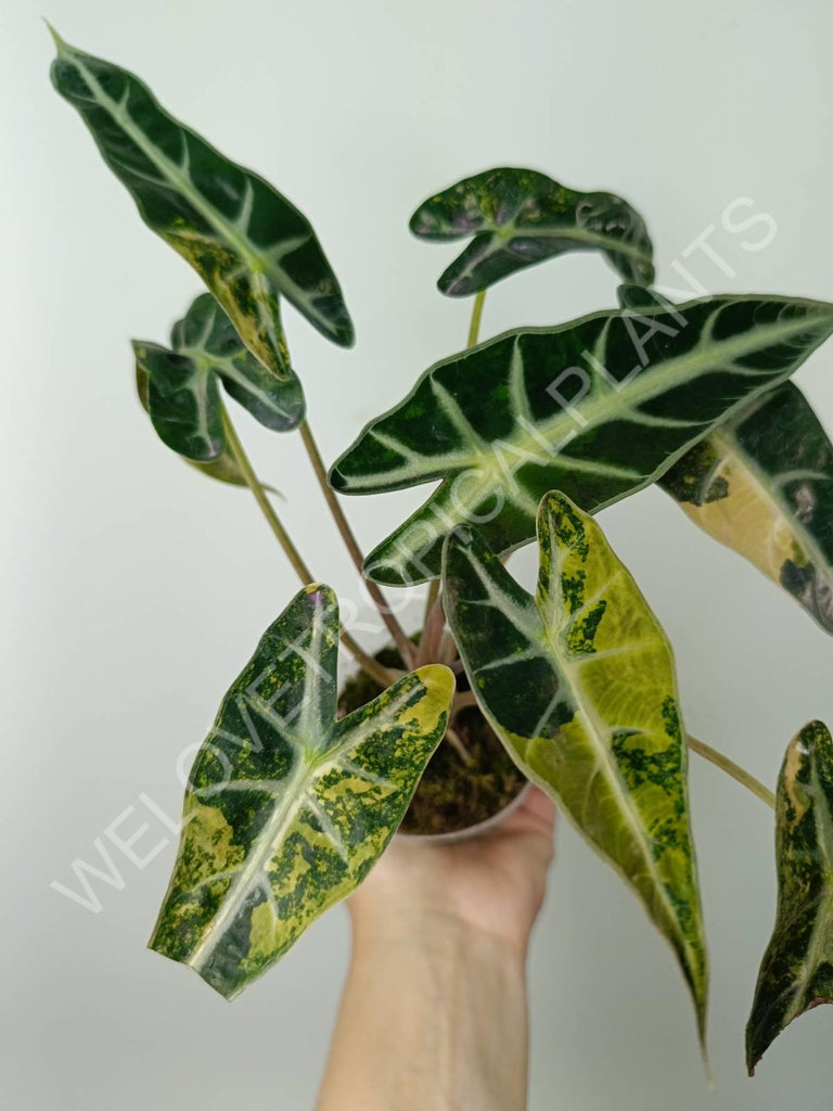 Alocasia bambino variegata aurea