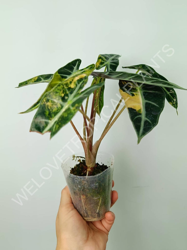 Alocasia bambino variegata aurea