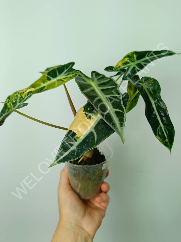 Alocasia bambino variegata aurea